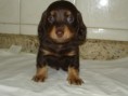 Filhote Teckel Pelo Longo Macho Cor Chocolate